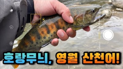 강원도 영월 산천어 루어낚시
