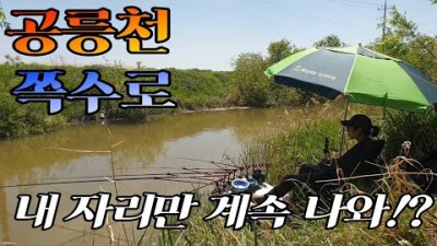 붕어낚시 / 생자리 붕어낚시 / 오랜만에 마릿수 손맛 / 공릉천 쪽수로/ 파주 몇없는 무료낚시터 /