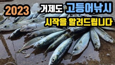 거제도 지세포방파제 고등어낚시 전갱이낚시 조황정보 및 채비정보, 초보자도 꽝이 없는 고등어낚시 방법