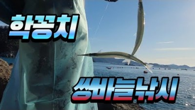 통영 곤리도 학꽁치낚시 쌍바늘 학꽁치낚시채비 만쿨 조황정보