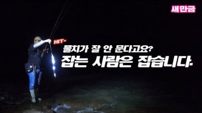 군산 새만금방조제 야간 풀치낚시 채비정보 및 조황정보