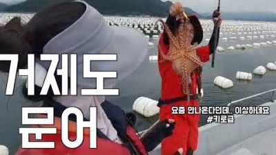 거제도 선외기 문어낚시 키로급 대물문어