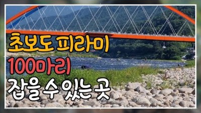 섬진강 은어낚시, 견지낚시! 피라미 대박 남도대교 포인트 낚시 조황
