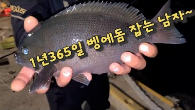 포항 양포방파제 벵에돔낚시, 겨울 벵에돔 바다낚시 메카, 씨알 좋은 벵에돔 조황