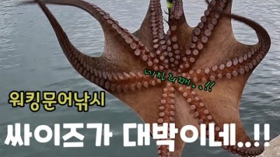 완도 약산도 워킹 돌문어낚시 포인트 및 조황정보