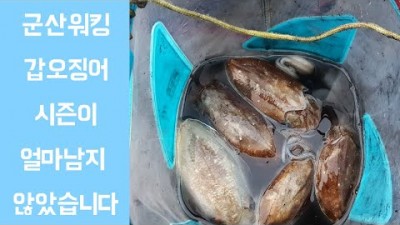 2021.10.31 군산워킹갑오징어낚시 시즌이 얼마 남지 않았습니다.ㅜㅜ 서두르세요~^^