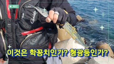 경주 포항 바다낚시 연동방파제 학꽁치낚시 벵에돔낚시 조황정보
