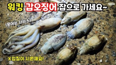 삼천포 늑도 갑오징어낚시, 방파제 도보권 워킹 갑오징어, 쭈꾸미 루어낚시 포인트 및 조황, 채비정보