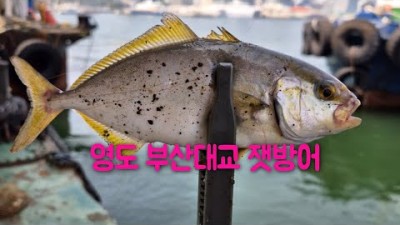 부산 영도 잿방어 루어낚시, 부산대교 고등어, 전갱이 아징낚시 바다낚시 포인트
