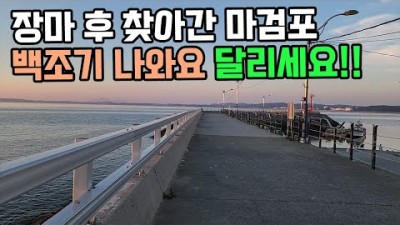 태안 마검포 원투낚시 포인트, 백조기, 아나고 바다낚시 조황정보