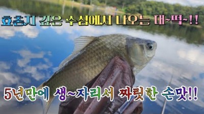 양주 효촌저수지 생자리포인트 붕어낚시 조황정보