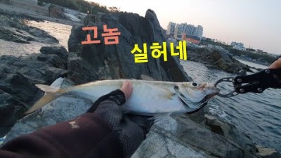 포항 칠포해변 전갱이 광어 워킹 루어낚시 전갱이낚시 광어낚시 포항바다낚시 조과정보 조황정보 채비정보
