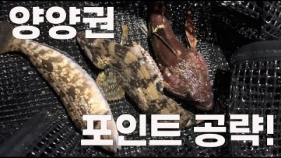 양양 속초 바다낚시 포인트 공략법, 물치항 외옹치항 수산항 낚시포인트 볼락, 쥐노래미, 돌팍망둑 루어낚시 조황 정보