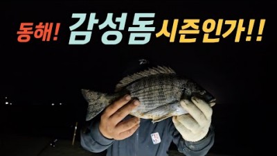 양양 동호해변 감성돔 원투낚시 동해 바다낚시 포인트 및 조황정보