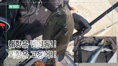 영덕 축산항 내항 포인트 벵에돔!