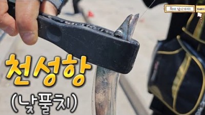 부산 가덕도 천성항 풀치, 백조기, 고등어, 전갱이, 루어낚시 원투낚시 포인트 조황 및 채비정보
