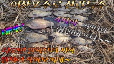 일산 이산포수로 붕어낚시 서울근교 대물붕어낚시 산란철 붕어낚시 일산 장항천 월척부터 4짜까지 마릿수 조과 및 채비정보