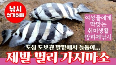 부산 기장권 방파제 낚시조황, 도보권 돌돔낚시 다양한 어종이 잡히는 발판 편한 바다낚시 포인트 추천