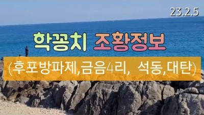 울진 후포방파제 학꽁치 고등어 낚시 조황정보, 금음방파제, 석동방파제, 대탄방파제 바다낚시 조황 정보