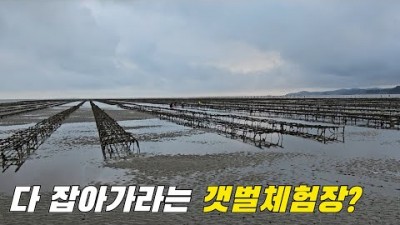 태안 진산리어촌계갯벌체험장, 맛조개, 동죽 해루질 체험장 가볼만한곳