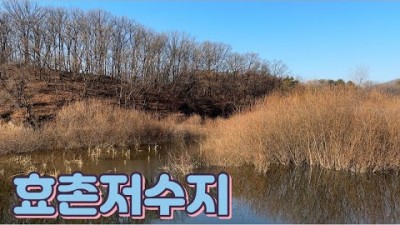 경기도 양주 효촌저수지 붕어낚시, 4짜급 대물 붕어 민물낚시, 수도권 무료 노지 저수지 붕어낚시