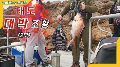 신안 태도 돌돔 원투낚시 대박 조황 정보