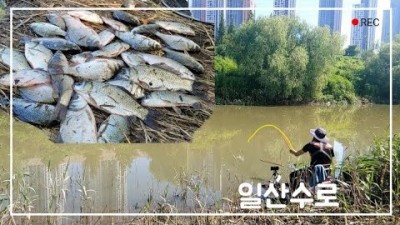 일산 이산포수로 붕어낚시 서울근교 붕어 무료낚시터 찌올림 마릿수 대박 주간낚시 조황 및 정보