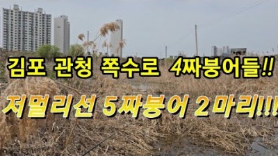 김포 관청 쪽수로 4짜 붕어낚시 서울근교 5짜 붕어 한방터 무료 노지 민물낚시 붕어낚시 조과 채비 정보