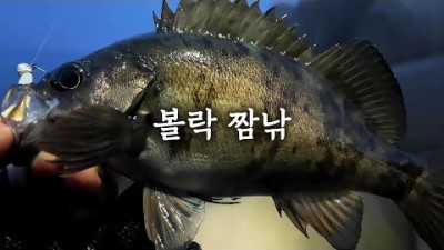 속초 볼락낚시, 외옹치항 라이트게임채비 볼락 루어낚시 짬낚