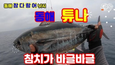 동해 참치낚시 속초 수산항 앞바다에 미터급 참치들이 바글바글 참치낚시포인트