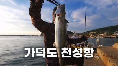 부산 가덕도 천성항 삼치 루어낚시 조황 및 정보