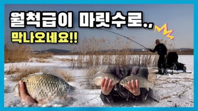 서울근교 화성 마도수로 붕어 얼음낚시 겨울 민물낚시 얼음낚시 붕어낚시 대박 조황 정보