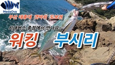 부산 영도 태종대 갯바위 부시리, 삼치 메탈지그 루어낚시