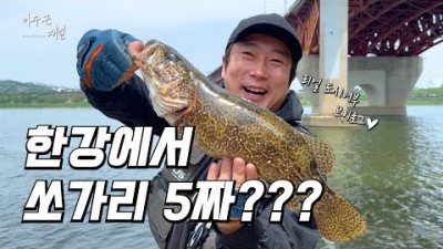 한강 쏘가리 루어낚시 이수근낚시채널 한강 5짜 쏘가리낚시