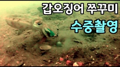 2023년 안면도 쭈꾸미 수중 촬영