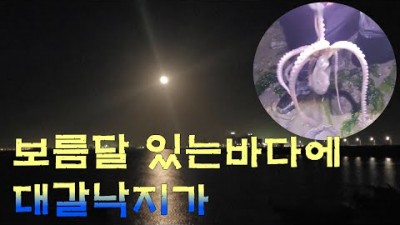 충남 당진 마섬포구 석문방조제 해루질 낙지해루질 야간해루질 서해 해루질포인트 조과 정보