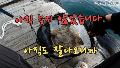 안면도 구매항 타요좌대 갑오징어, 쭈꾸미 낚시 조황 정보