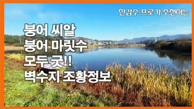 붕어낚시 붕어씨알 붕어마릿수 모두 최고! - 의성 벽수지 조황정보 및 포인트 설명 - 지금 이 계절 최고의 포인트